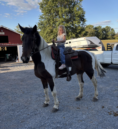 HorseID: 2302097 Barbie - PhotoID: 1084179