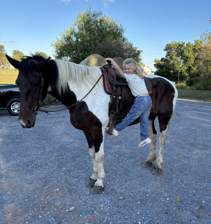 HorseID: 2302097 Barbie - PhotoID: 1084180