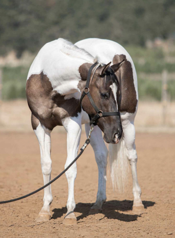 HorseID: 2302098 DJD DIAMOND JEWELS - PhotoID: 1084181