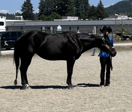 HorseID: 2302100 LITTLE MISS CHOCOLAT - PhotoID: 1084182