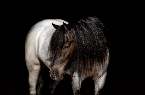 HorseID: 2302101 Mario - PhotoID: 1084183