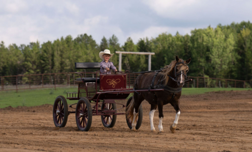 HorseID: 2302102 Woodchuck - PhotoID: 1084186