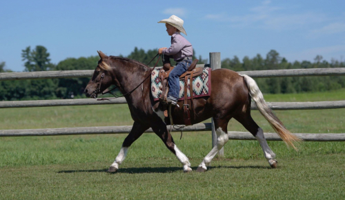 HorseID: 2302102 Woodchuck - PhotoID: 1084187