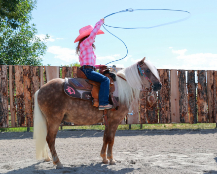 HorseID: 2302104 Starbucks - PhotoID: 1084189