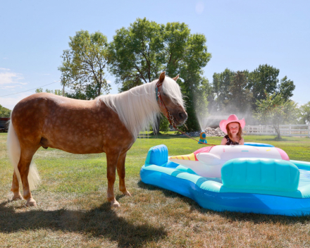 HorseID: 2302104 Starbucks - PhotoID: 1084190