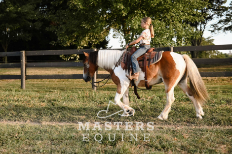 HorseID: 2302105 Watch Video! Trail-Tested & Family-Approved! - PhotoID: 1084194