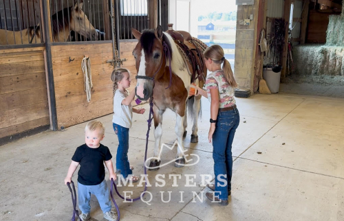 HorseID: 2302105 Watch Video! Trail-Tested & Family-Approved! - PhotoID: 1084195