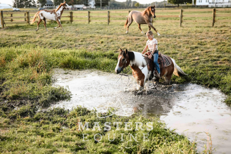HorseID: 2302105 Watch Video! Trail-Tested & Family-Approved! - PhotoID: 1084196