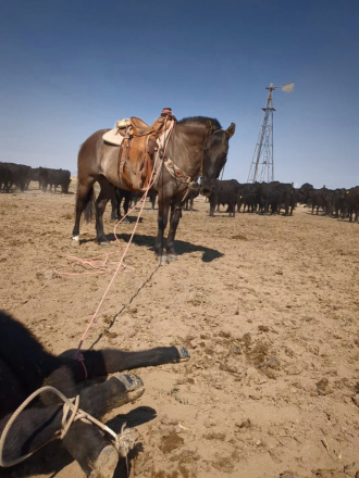 HorseID: 2302106 Gus - PhotoID: 1084198