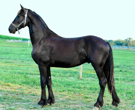 HorseID: 2302107 Bravour MFF - PhotoID: 1084199