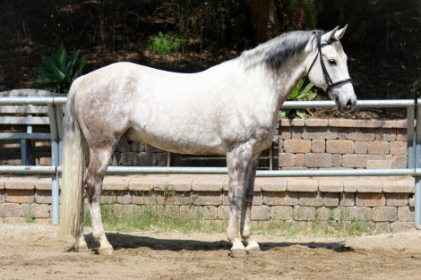 HorseID: 2302108 Cascabel - PhotoID: 1084200