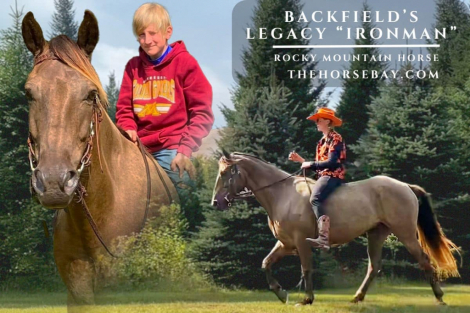 HorseID: 2302109 Backfield’s Legacy - PhotoID: 1084201