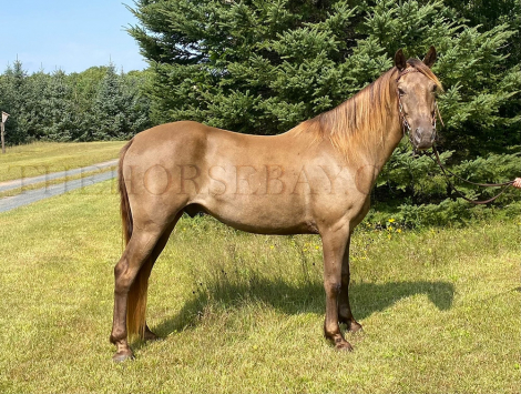 HorseID: 2302109 Backfield’s Legacy - PhotoID: 1084202