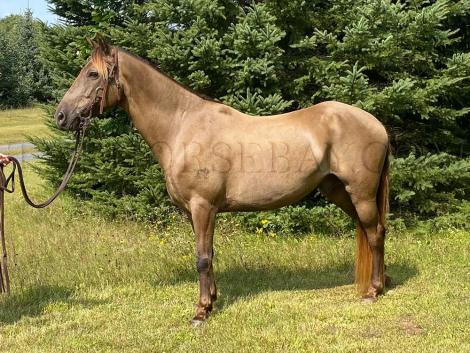 HorseID: 2302109 Backfield’s Legacy - PhotoID: 1084203