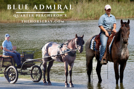 HorseID: 2302111 Blue Admiral - PhotoID: 1084205