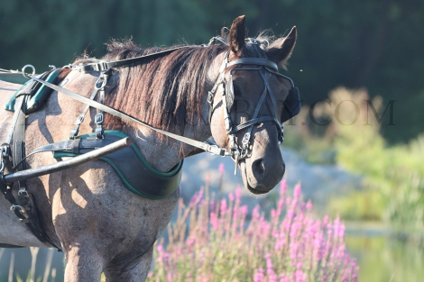 HorseID: 2302111 Blue Admiral - PhotoID: 1084206