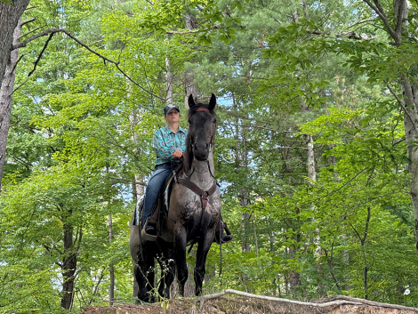 HorseID: 2302111 Blue Admiral - PhotoID: 1084207