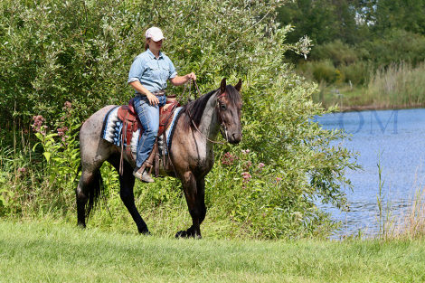 HorseID: 2302111 Blue Admiral - PhotoID: 1084208