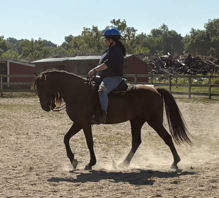 HorseID: 2302114 Raven - PhotoID: 1084209