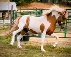 HorseID: 2302116 Indíánaskjóni from Gaited Acres - PhotoID: 1084215