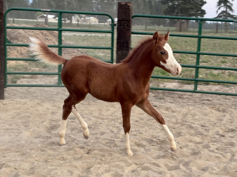 HorseID: 2302118 Darlin Please - PhotoID: 1084210