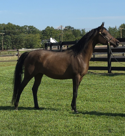 HorseID: 2302121 Sai La Vie - PhotoID: 1084216