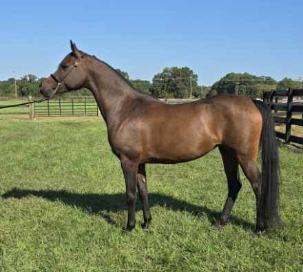 HorseID: 2302121 Sai La Vie - PhotoID: 1084217