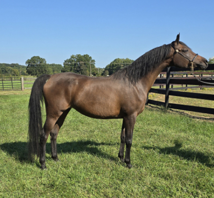 HorseID: 2302121 Sai La Vie - PhotoID: 1084218