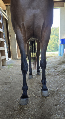 HorseID: 2302121 Sai La Vie - PhotoID: 1084219