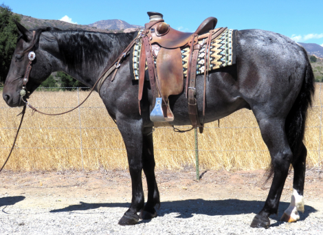 HorseID: 2302122 GABRIEL - PhotoID: 1084220