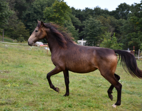 HorseID: 2302123 Maid of Gold - PhotoID: 1084221