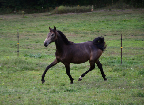 HorseID: 2302123 Maid of Gold - PhotoID: 1084222