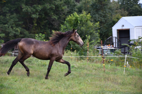 HorseID: 2302123 Maid of Gold - PhotoID: 1084223