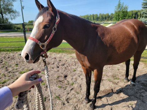 HorseID: 2302125 Face It I'm Blazing Hot - PhotoID: 1084225