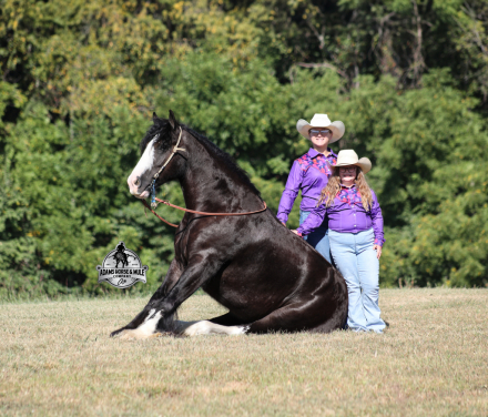 HorseID: 2302126 Blazing Arrows - PhotoID: 1084230