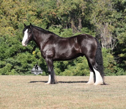 HorseID: 2302126 Blazing Arrows - PhotoID: 1084231