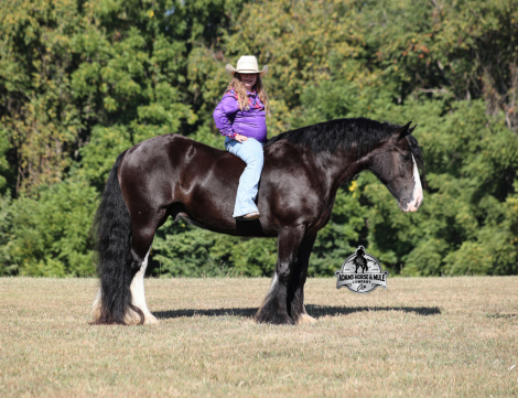 HorseID: 2302126 Blazing Arrows - PhotoID: 1084232