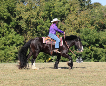 HorseID: 2302126 Blazing Arrows - PhotoID: 1084233