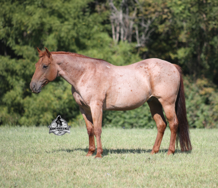 HorseID: 2302127 Simon - PhotoID: 1084227