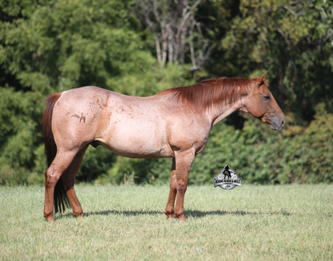 HorseID: 2302127 Simon - PhotoID: 1084228