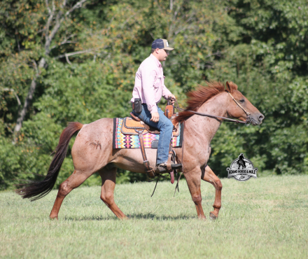 HorseID: 2302127 Simon - PhotoID: 1084229