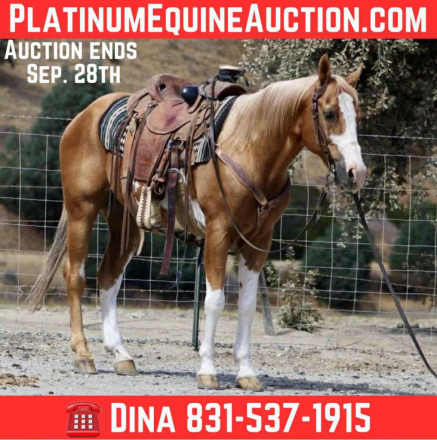 HorseID: 2302128 Big Tony LHR - PhotoID: 1084313