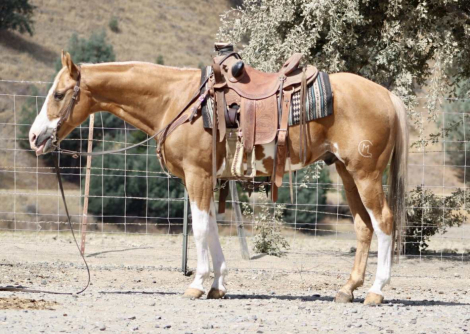 HorseID: 2302128 Big Tony LHR - PhotoID: 1084314