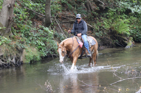HorseID: 2302128 Big Tony LHR - PhotoID: 1084315