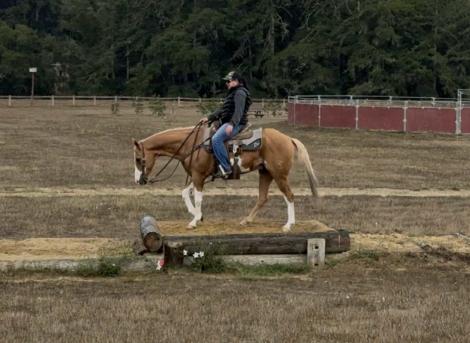 HorseID: 2302128 Big Tony LHR - PhotoID: 1084316