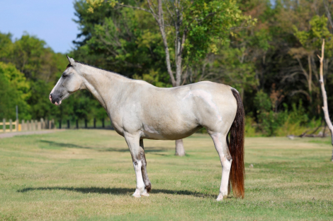 HorseID: 2302128 MELODY - PhotoID: 1099642