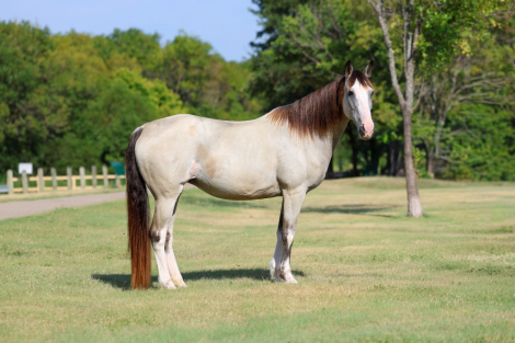 HorseID: 2302128 MELODY - PhotoID: 1099643