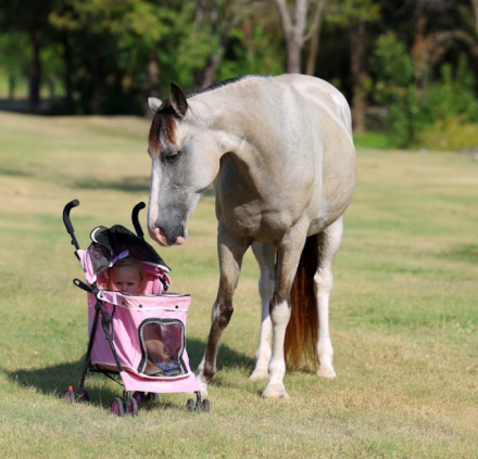 HorseID: 2302128 MELODY - PhotoID: 1099644