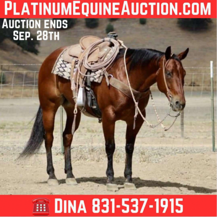 HorseID: 2302129 Be Smart Harry LHR - PhotoID: 1084309