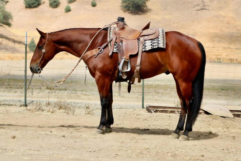 HorseID: 2302129 Be Smart Harry LHR - PhotoID: 1084310